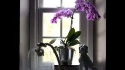 Purplr orhid in bathroom window